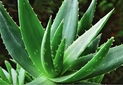 Aloe Vera Otu Kullanımı ve Faydaları Nelerdir? Aloe Vera Otu Kullanımı ve Faydaları Nelerdir?