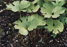 Kan Otu Kullanımı ve Faydaları Nelerdir?