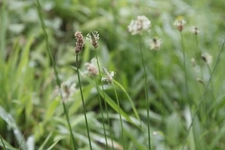 Yedi Damar Otu Özellikleri ve Faydaları Nelerdir?