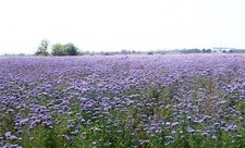 Arı Otu Kullanımı ve Faydaları Nelerdir?