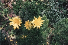 Keklik Otu Kullanımı ve Faydaları Nelerdir?