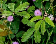 Küstüm Otu Özellikleri ve Faydaları Nelerdir?