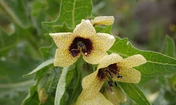 Ban Otu Kullanıldığı Yerler Ban Otu Kullanıldığı Yerler