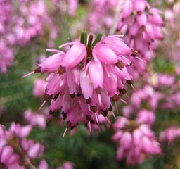 Funda Otu Özellikleri ve Faydaları Nelerdir?