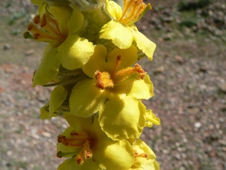 Sığır Kuyruğu Otu Türleri ve Özellikleri