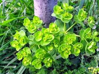 Sütleğen Otu Kullanımı ve Faydaları Nelerdir?