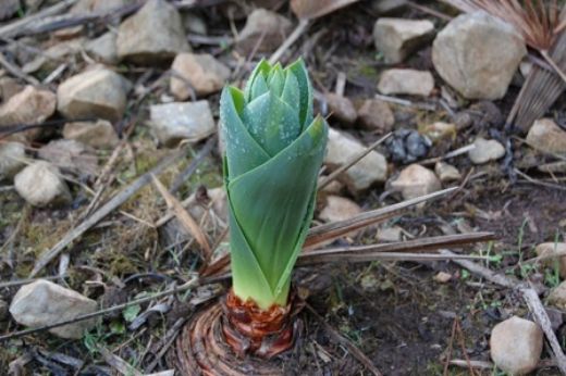 Ada Soğanı Kullanımı ve Faydaları Nelerdir?