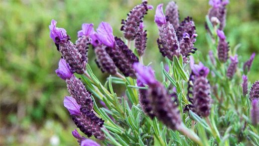 Ağrı Otu Kullanımı ve Faydaları Nelerdir?