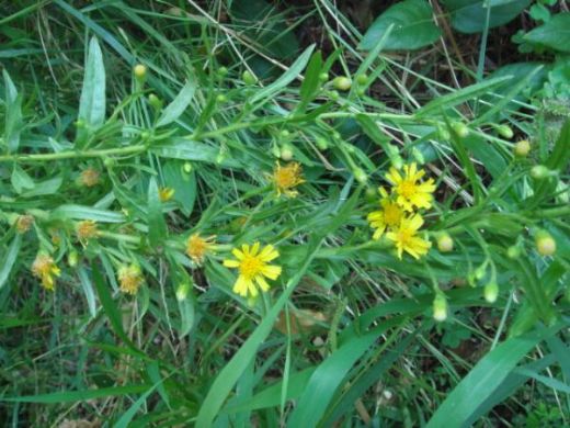 Andız Otu Kullanımı ve Faydaları Nelerdir?
