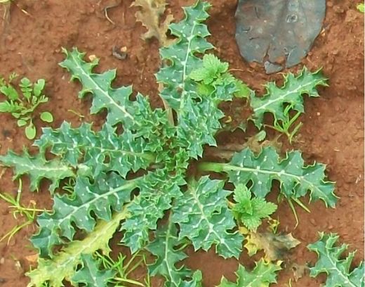 Eşek Otu Kullanımı ve Faydaları Nelerdir?