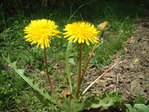 Hindiba Otu Kullanımı ve Faydaları Nelerdir?