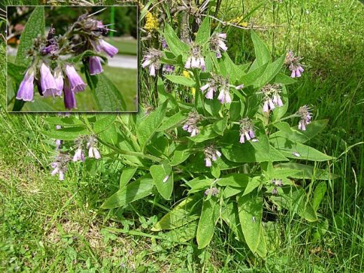 Karakafes Otu Kullanımı ve Faydaları Nelerdir?