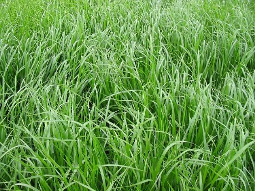 Karamba Otu Kullanımı ve Faydaları Nelerdir?