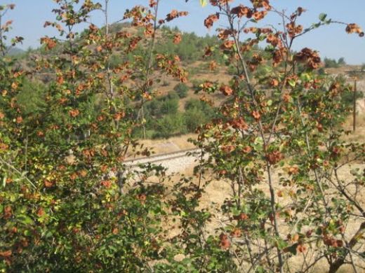 Karayılan Otu Kullanımı ve Faydaları Nelerdir?