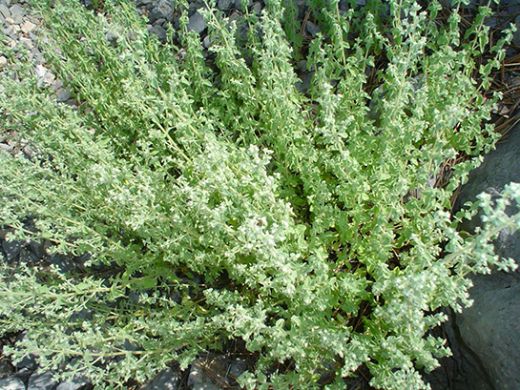 Kekik Otu Kullanımı ve Faydaları Nelerdir?