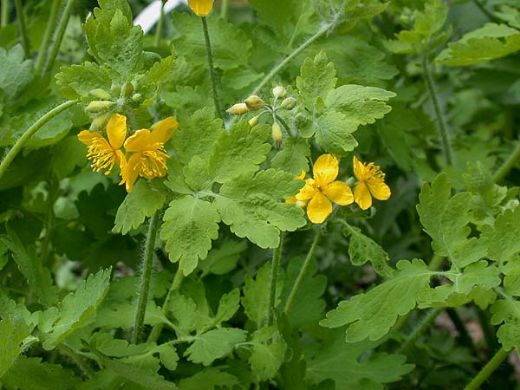 Kırlangıç Otu Kullanımı ve Faydaları Nelerdir?