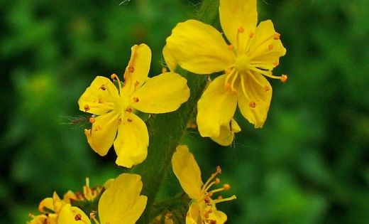 Koyun Otu Kullanımı ve Faydaları Nelerdir?