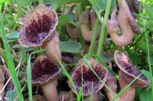 Lohusa Otu Kullanımı ve Faydaları Nelerdir?