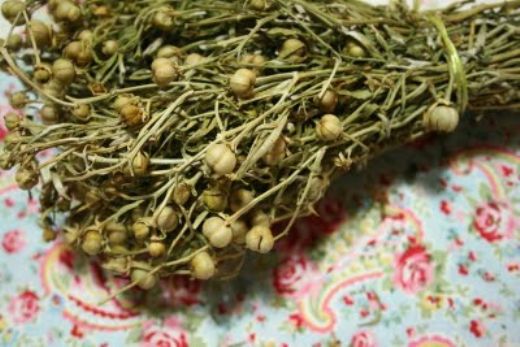 Nazar Otu Kullanımı ve Faydaları Nelerdir?