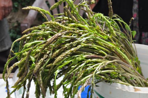 Sarmaşık Otu Kullanımı ve Faydaları Nelerdir?