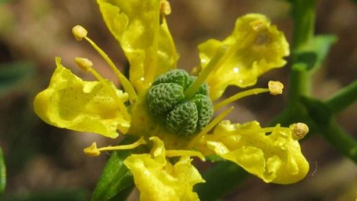 Sedef Otu Kullanımı ve Faydaları Nelerdir?