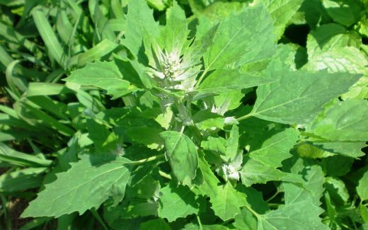 Sirken Otu (Yabani Ispanak) Kullanımı ve Faydaları Nelerdir?