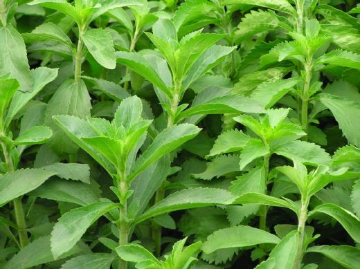 Stevia eker Otu