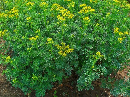 Yılan Otu Kullanımı ve Faydaları Nelerdir?