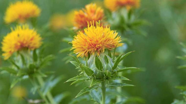Aspir Otu Faydaları ve Kullanım Alanları