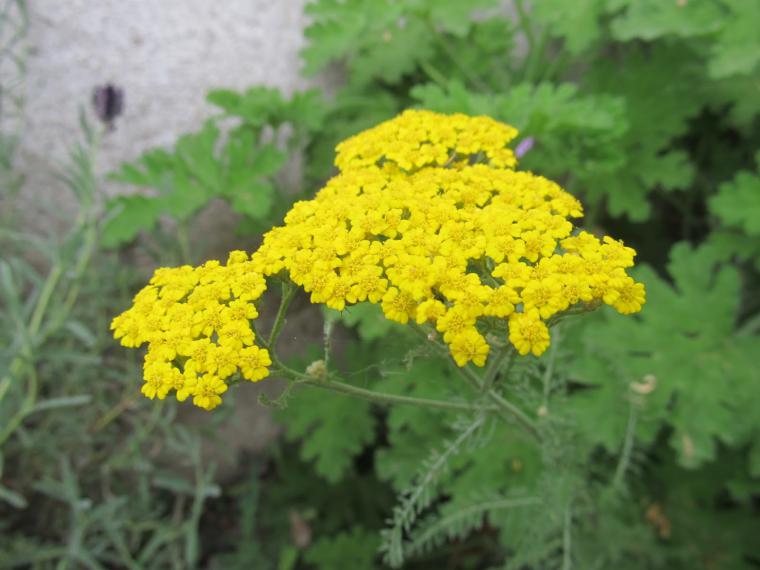 Ayvadana Otu Özellikleri ve Faydaları