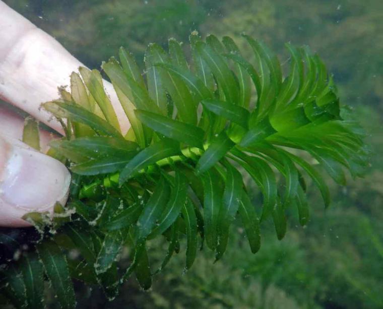 Balık Otu Özellikleri ve Faydaları