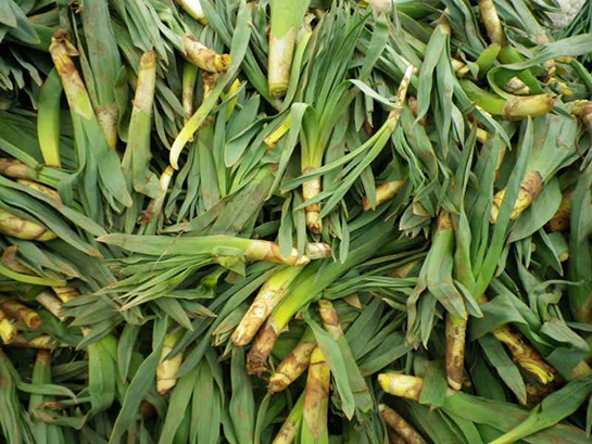 Çiriş Otu Türleri ve Özellikleri