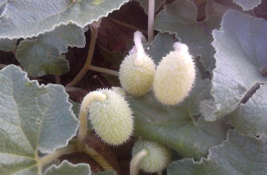 Cırtatan Otu Kullanımı ve Faydaları Nelerdir?