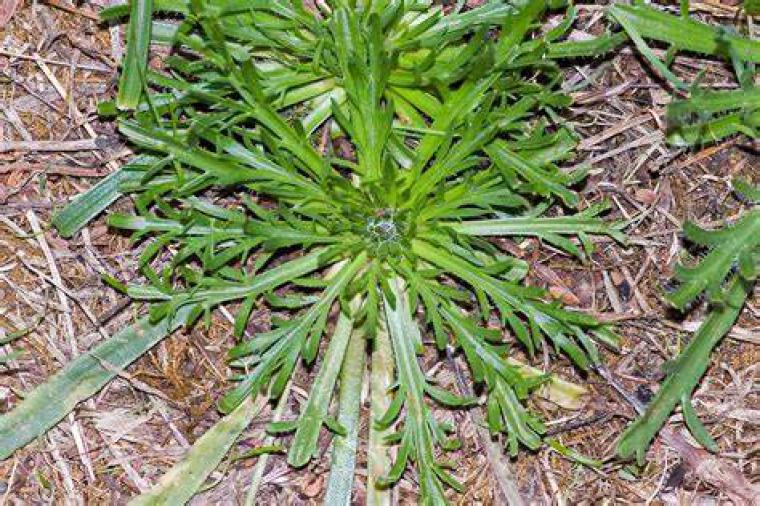 Coronopus Otu Özellikleri ve Faydaları