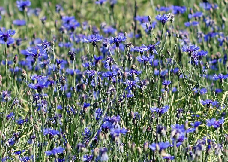 Engerek Otu Özellikleri ve Faydaları