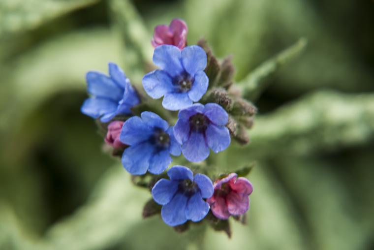 Eşek Kulağı Otu Özellikleri ve Faydaları