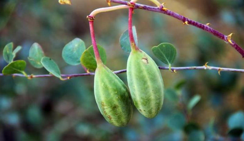 Gebere Otu Kullanımı ve Faydaları Nelerdir?