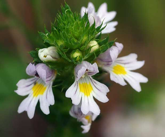 Göz Otu Kullanımı ve Faydaları Nelerdir?