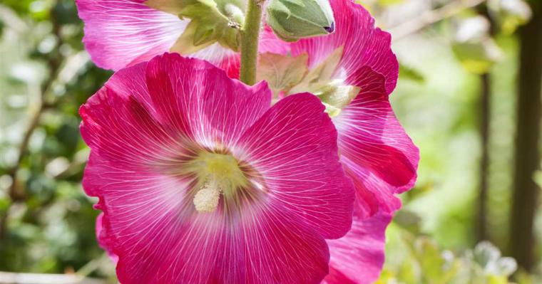 Gülhatmi Özellikleri ve Faydaları