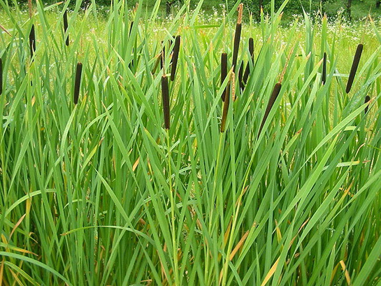 Hasır Otu Kullanımı ve Faydaları Nelerdir?