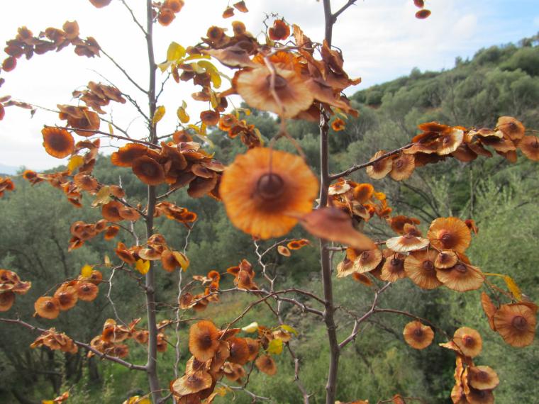 Kara Çalı Özellikleri ve Faydaları