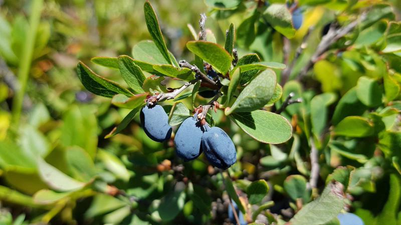 Karamuk Bitkisi Özellikleri ve Faydaları Nelerdir?