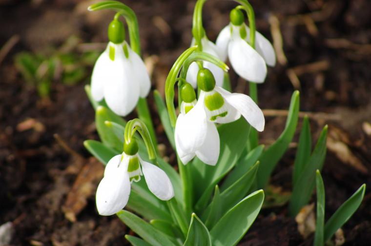 Kardelen Çiçeği Özellikleri ve Faydaları