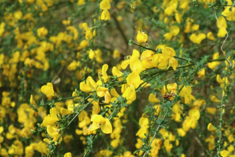 Katırtırnağı Özellikleri ve Faydaları