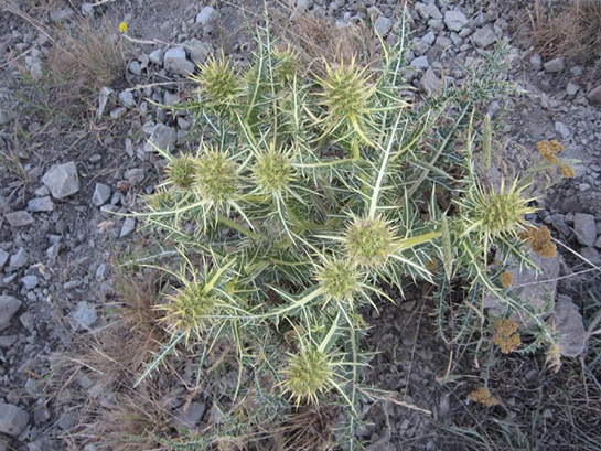 Kenger Otu Kullanımı ve Faydaları Nelerdir?