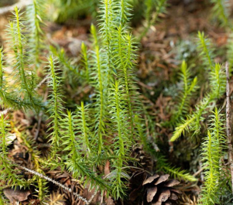 Kurtpençesi Otu Özellikleri ve Faydaları