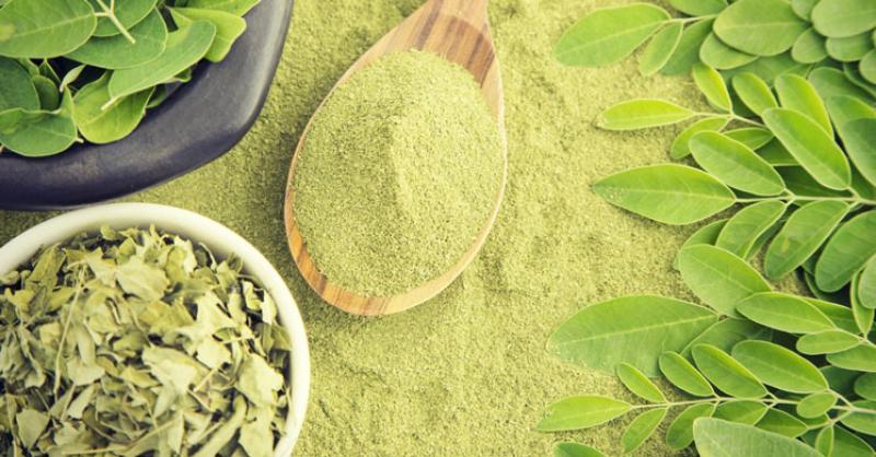 Moringa Bitkisinin Faydaları ve Zararları