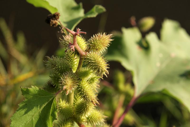 Pıtrak Otu Kullanımı Faydaları ve Zararları