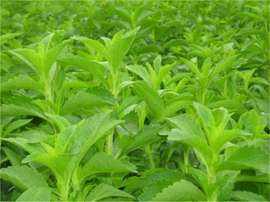 Stevia Otu