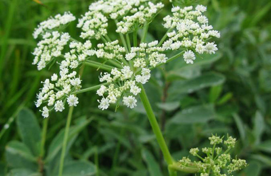 Tavşancıl Otu Kullanımı ve Faydaları Nelerdir?